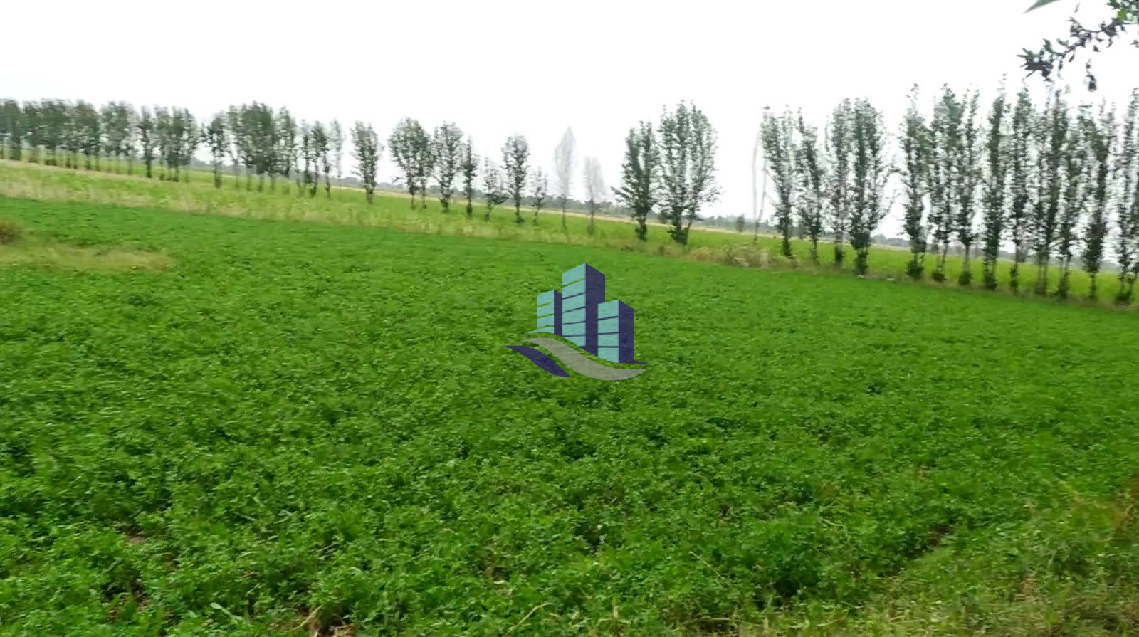 Ideal 48 Acre Fully Agriculture Land For Sale Best For Investment Near jarranwala to Shahkot Road Faisalabad