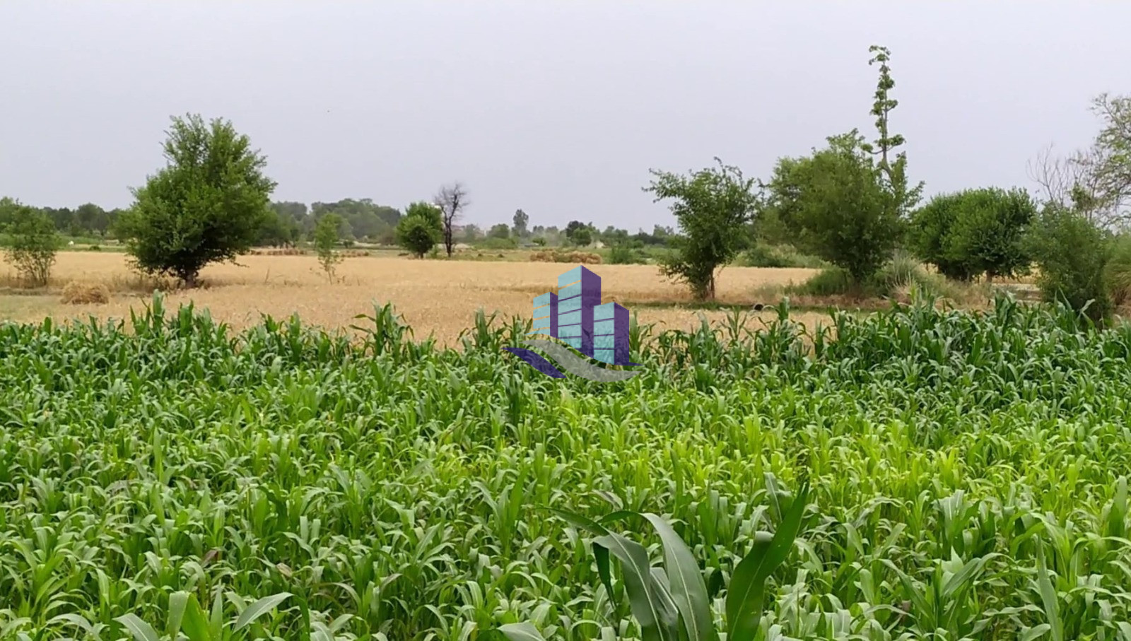 Ideal 25 Acre Fully Agriculture Land For SaleBest For Investment Near Jarranwala To Satiana Road Faisalabad
