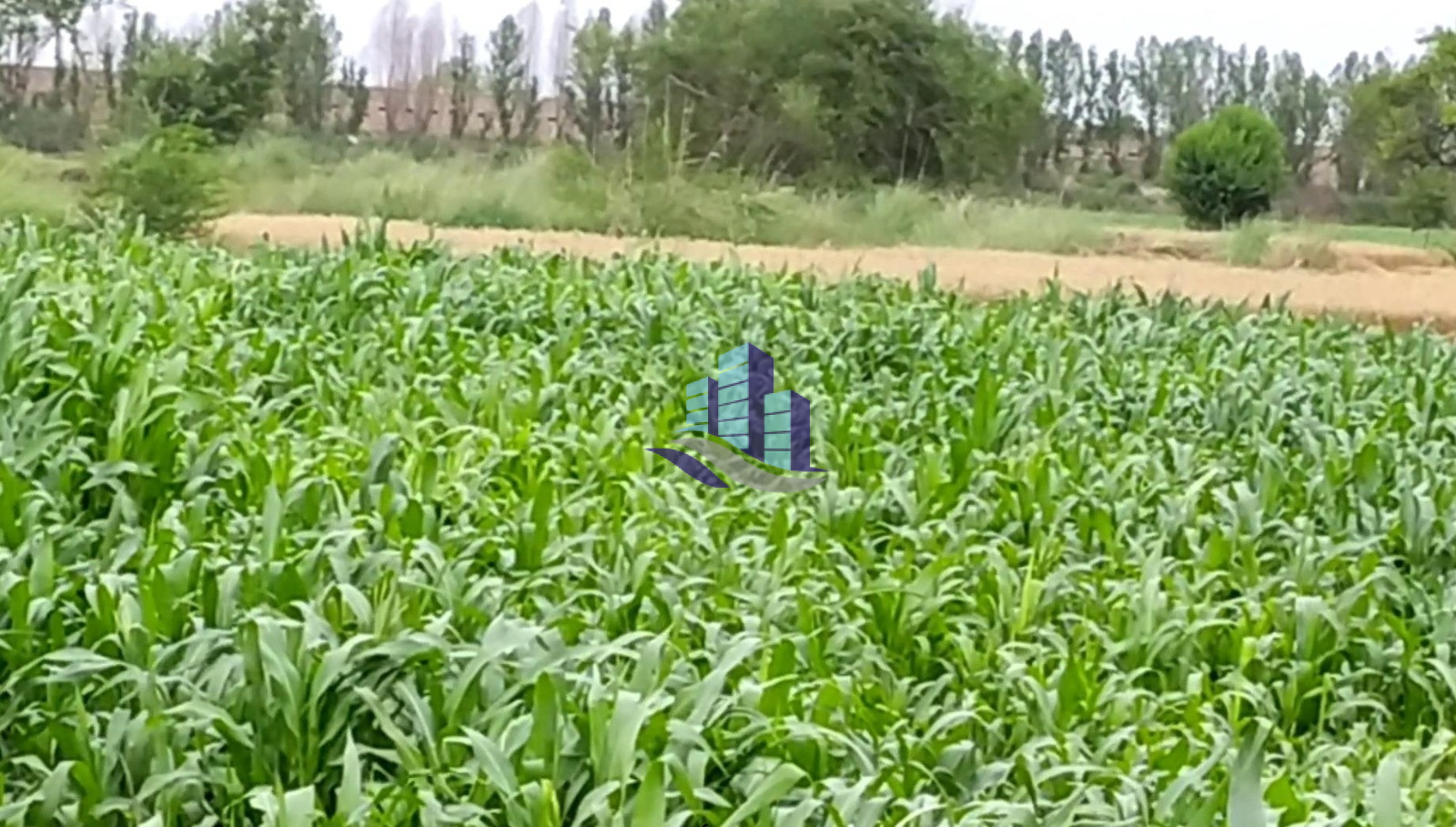 Prime 200 Kanal Fully Agriculture Land for Best investment at Nearby Jarranwala Road Faisalabad