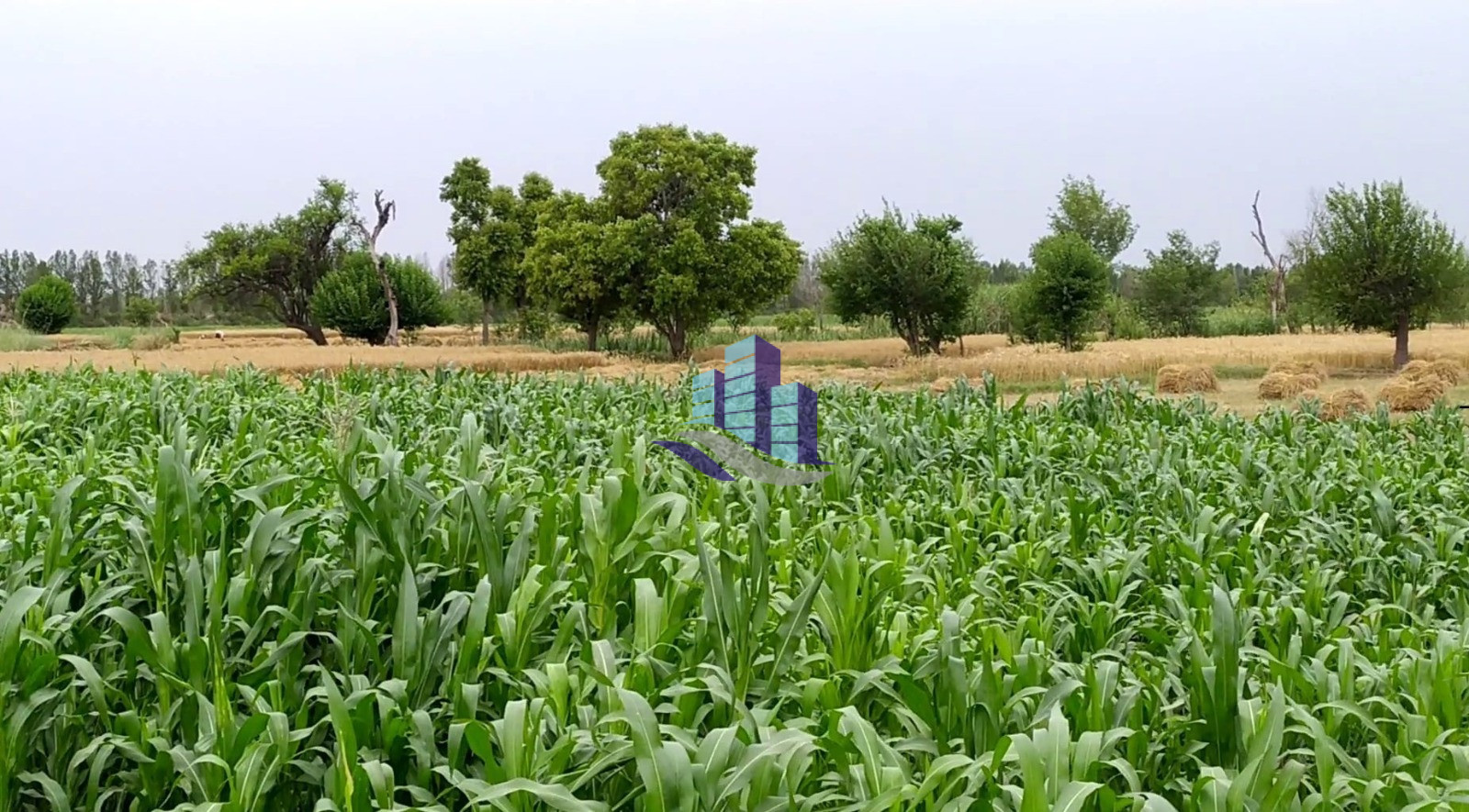 Vip 26 Acer  Fully Agriculture Land for Sale Best For Investment Near  Jahangir Mor  Faisalabad