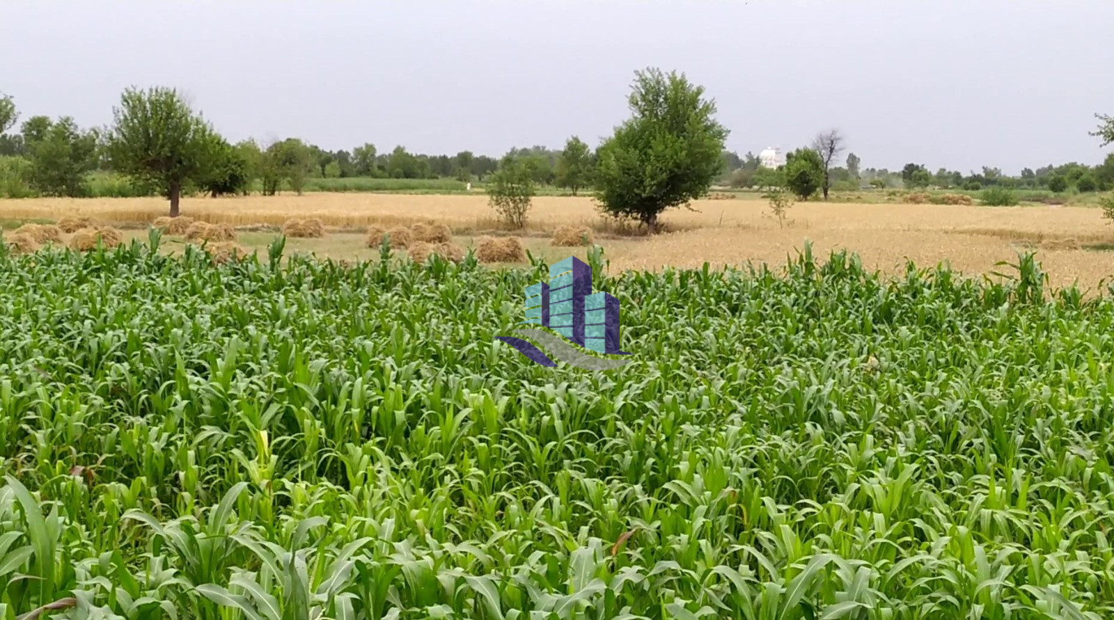 Ideal 112 Acre Fully Agriculture land available for sale Best For Investment nearby Jahangir Mor Rjoa  Faisalabad