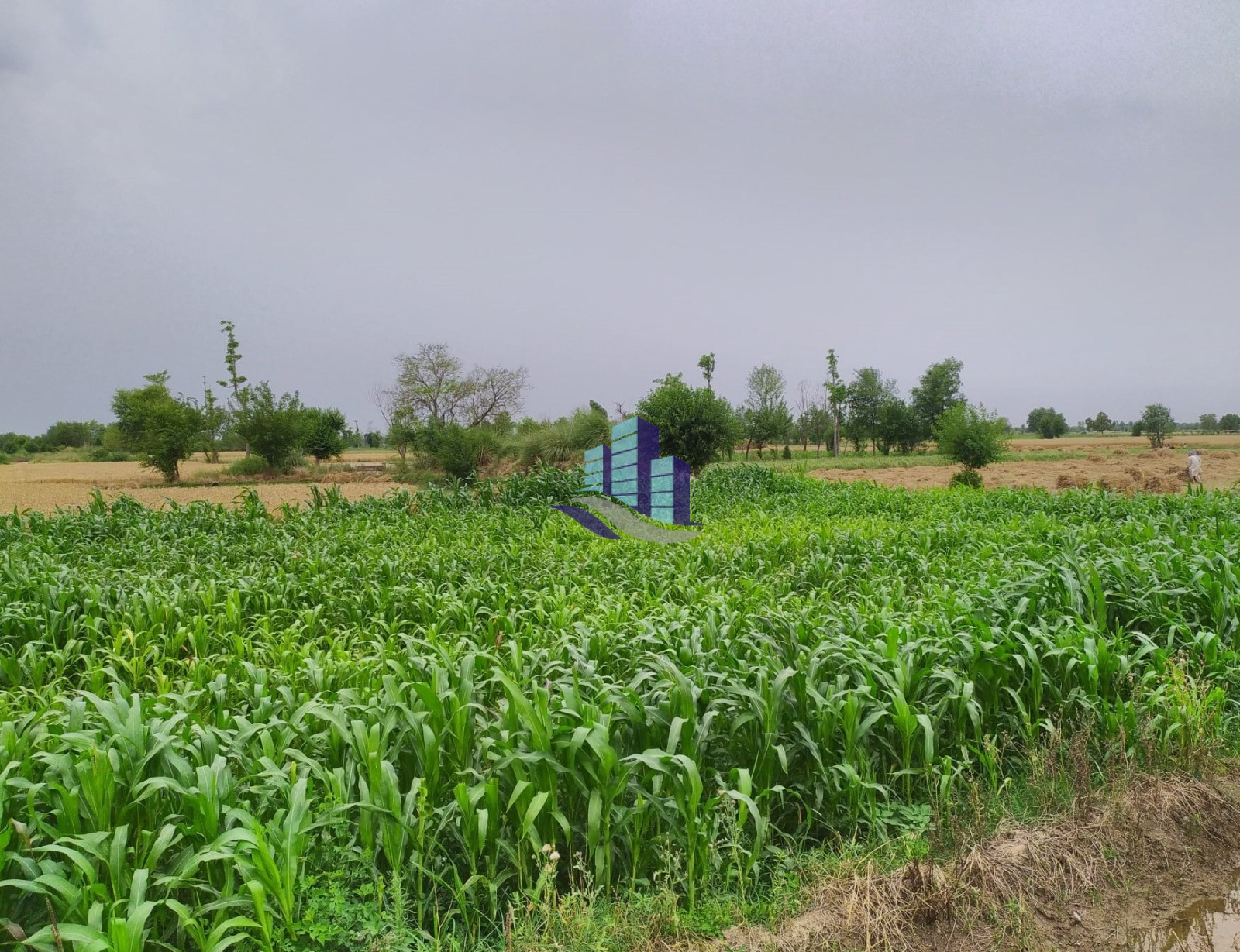 Premium 4 Kanal  Land For Sale For Farmhouse   Near Jhangh Road Faisalabad