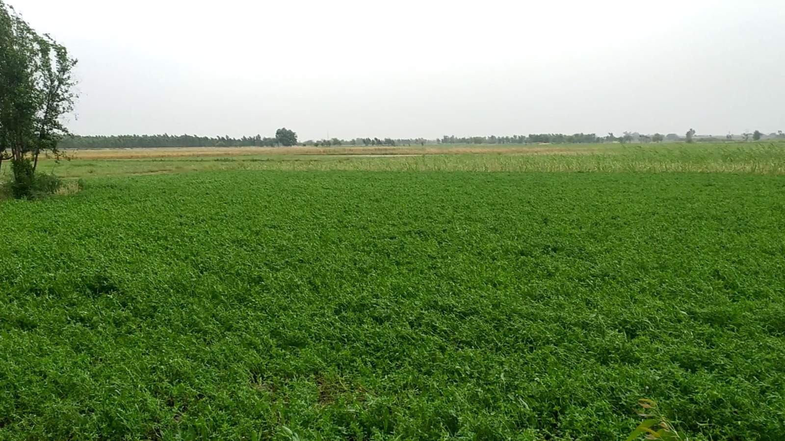 Premium 4 Acer Land For Sale For Near  Dsuah Gaon, Samundri Road, Faisalabad