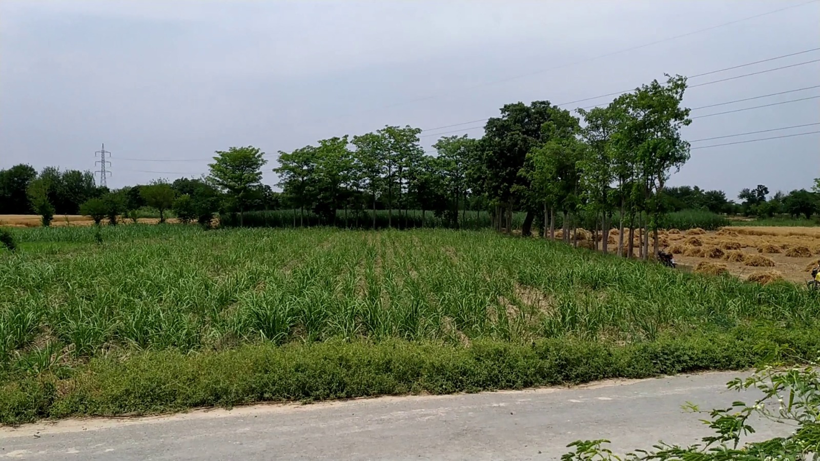 Premium 4 Acer Land For Sale For Near  Dsuah Gaon, Samundri Road, Faisalabad