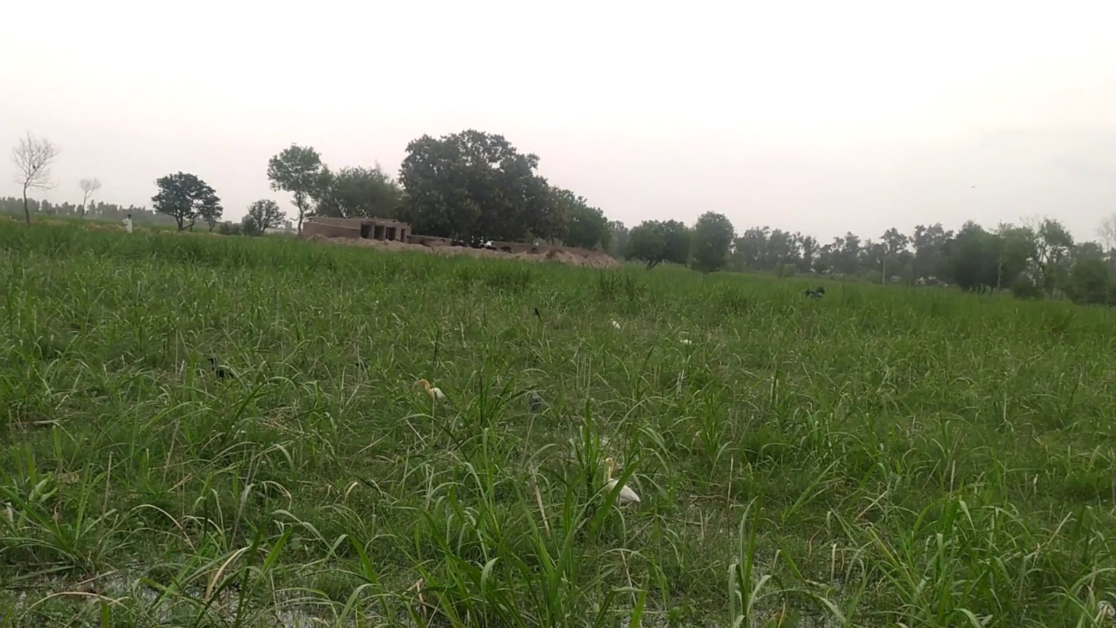 Premium 4 Acer Land For Sale For Near  Dsuah Gaon, Samundri Road, Faisalabad