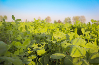 Ideal 100 Acre Fully Agriculture land available for sale Best For Investment Near close to Gojra Faisalabad