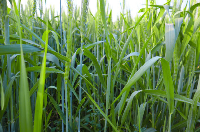 Ideal 22 Acre Fully Agriculture land available for sale Best For Investment & Farmig nearby Jaranwala, 96 GB Faisalabad