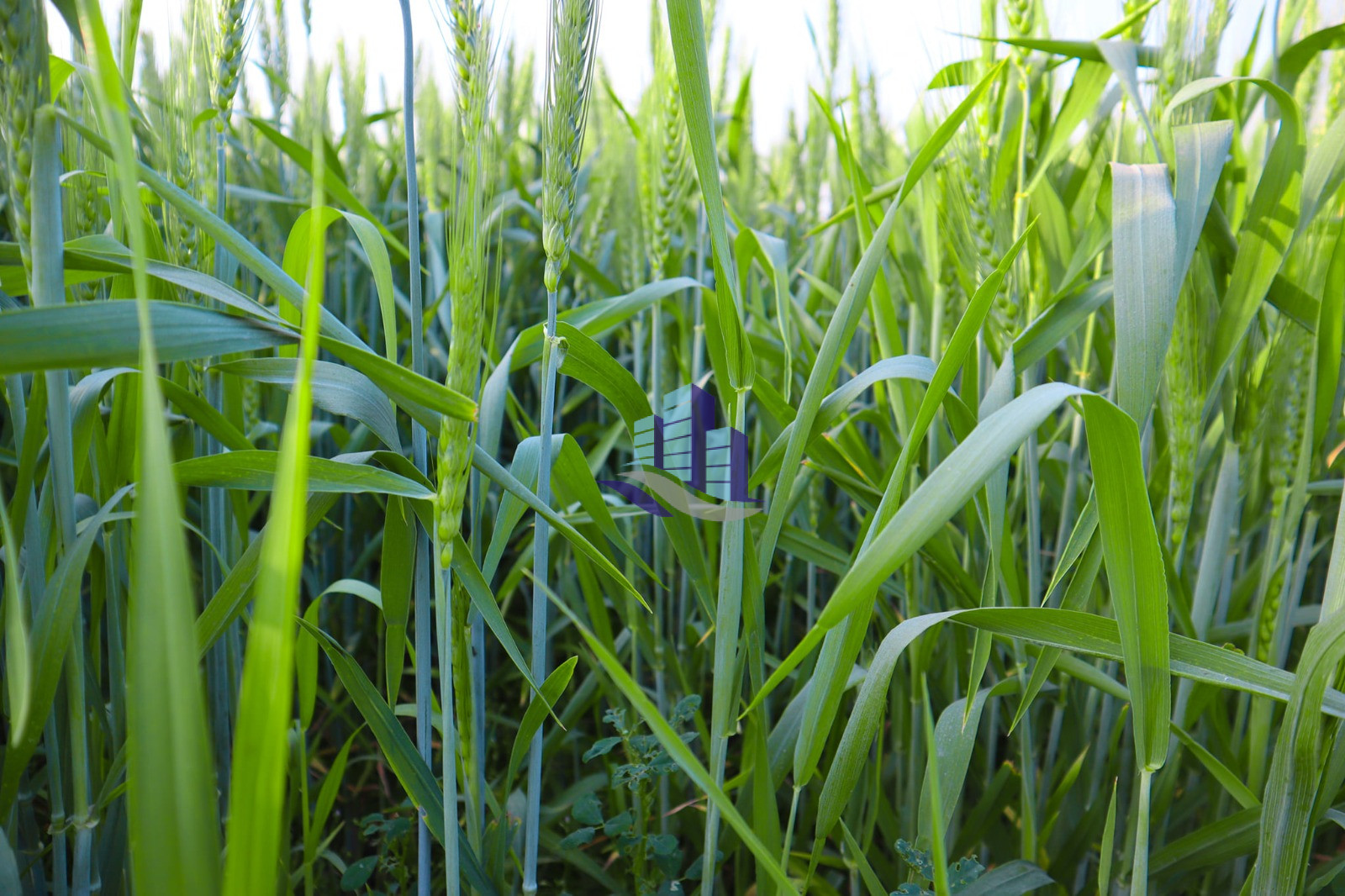 Ideal 25 acre fully Agriculture land available for sale Best For Investment nearby samundri Road Faisalabad