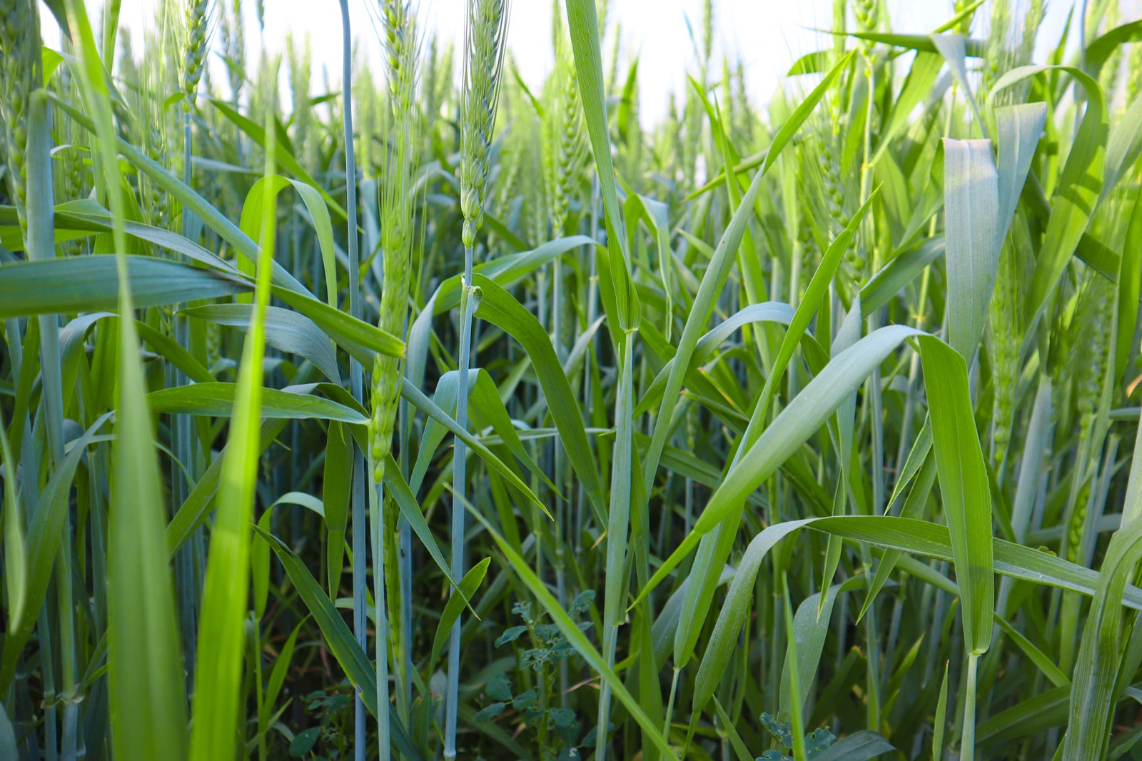 Ideal 49 Acre Fully Agriculture land  for sale near  Nankana Sahib, Tehsil Shahkot Faisalabad