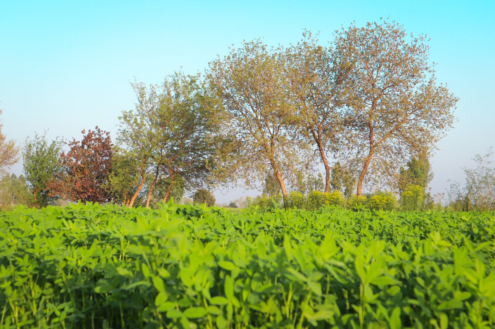 Ideal 49 Acre Fully Agriculture land  for sale near  Nankana Sahib, Tehsil Shahkot Faisalabad