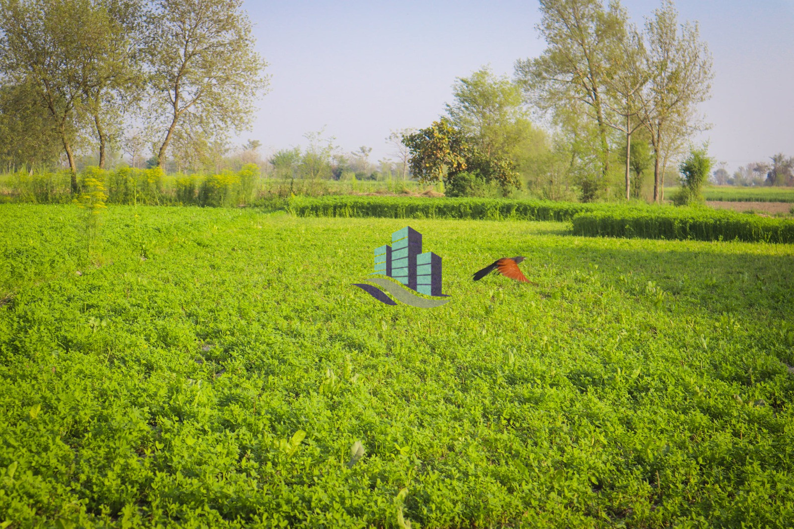 Ideal 25 acre fully Agriculture land available for sale Best For Investment nearby samundri Road Faisalabad