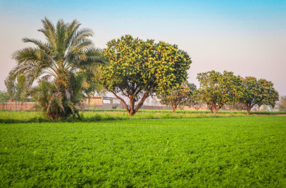 Premium 4 Kanal Land For sale Farmhouse, Dairy Farming & Cattel Farming Best Investment Samundri Road Faisalabad Punj